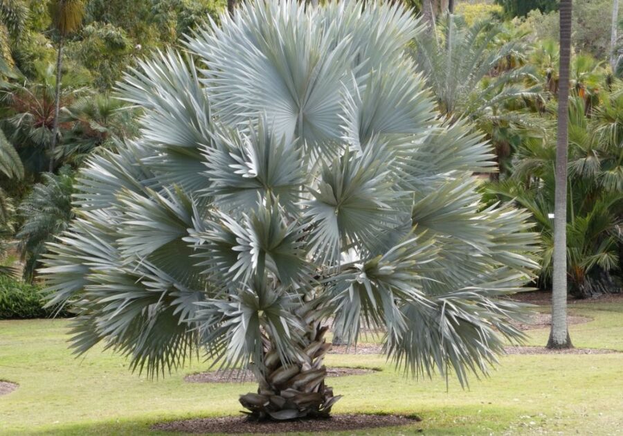 The Difference Between Palm Tree And Coconut Tree