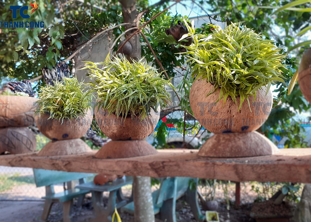 DIY Coconut Shell Plant Hanger - How To Grow Plants In A Coconut Shell