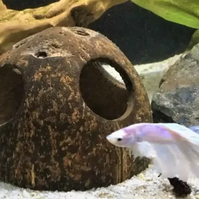 Using Coconut Shell in Aquarium