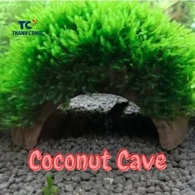 Coconut Shell for Aquarium