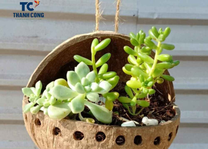 Use decorative coconut bowl as a planter for small succulents or herbs