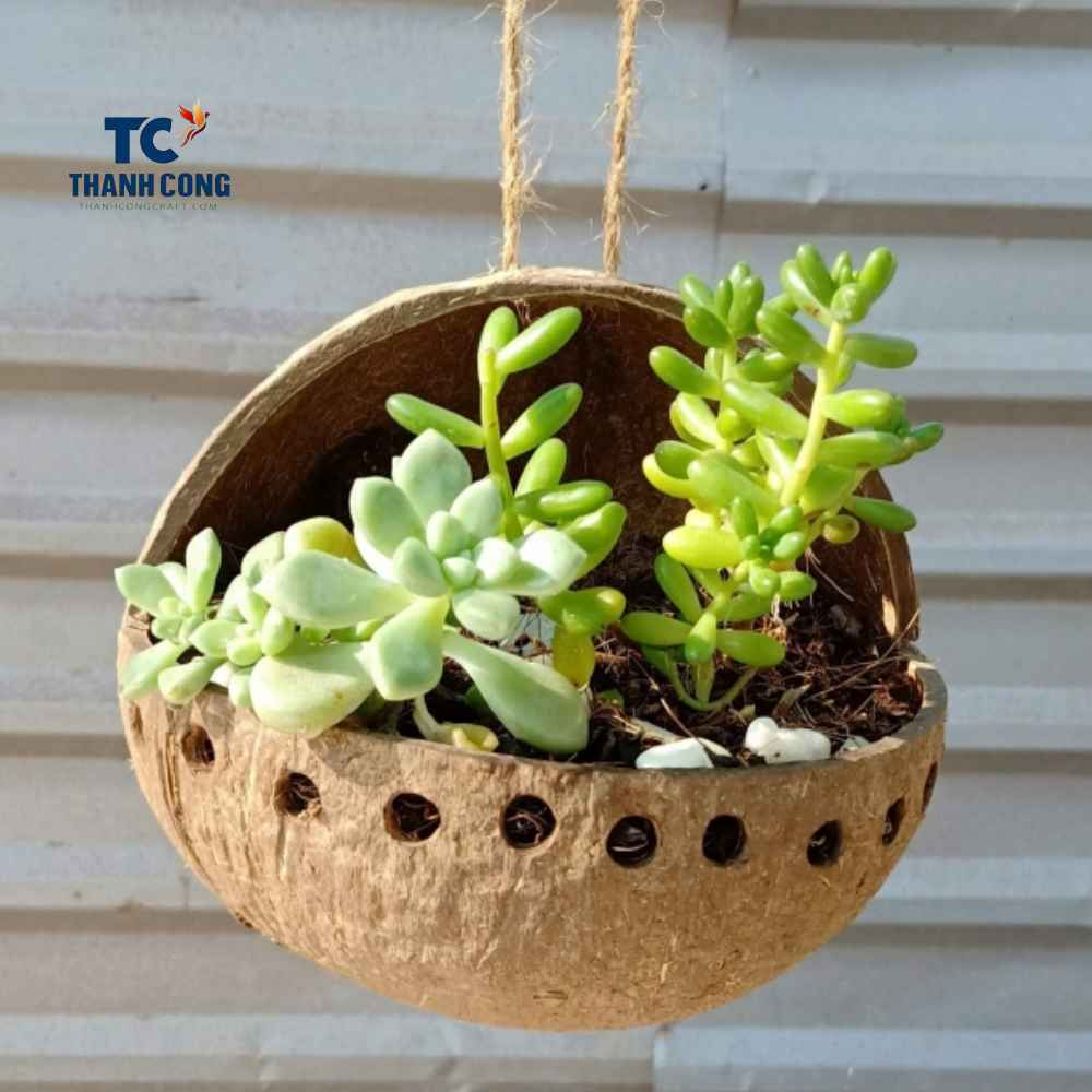 Use decorative coconut bowl as a planter for small succulents or herbs
