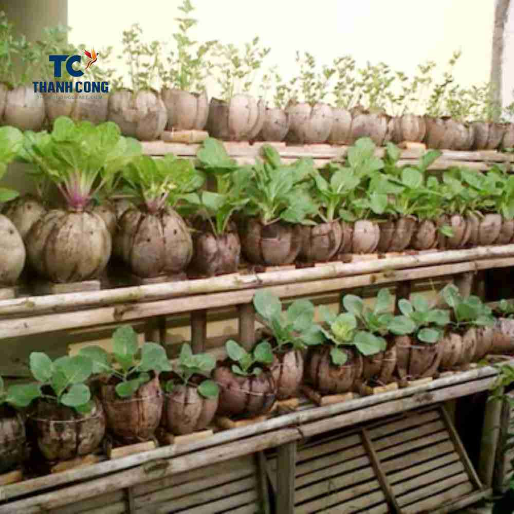 Use coconut husk for planting
