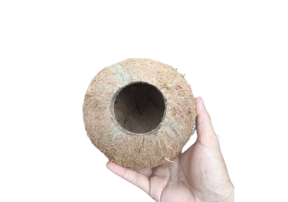 Easy Steps to Make A DIY Coconut Shell Ashtray!