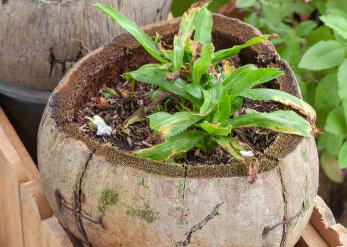 Coconut Shell Craft for Plants
