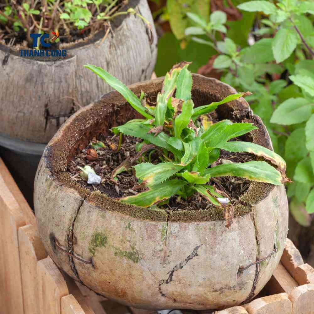 Coconut Shell Craft for Plants