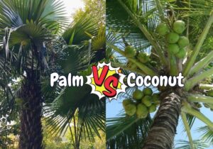 The Difference between Palm Tree and Coconut Tree