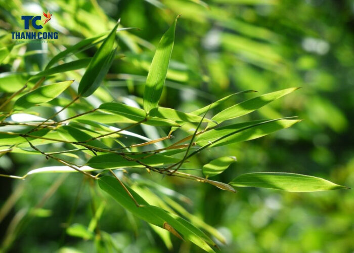 Bamboo Leaves Medicinal Uses