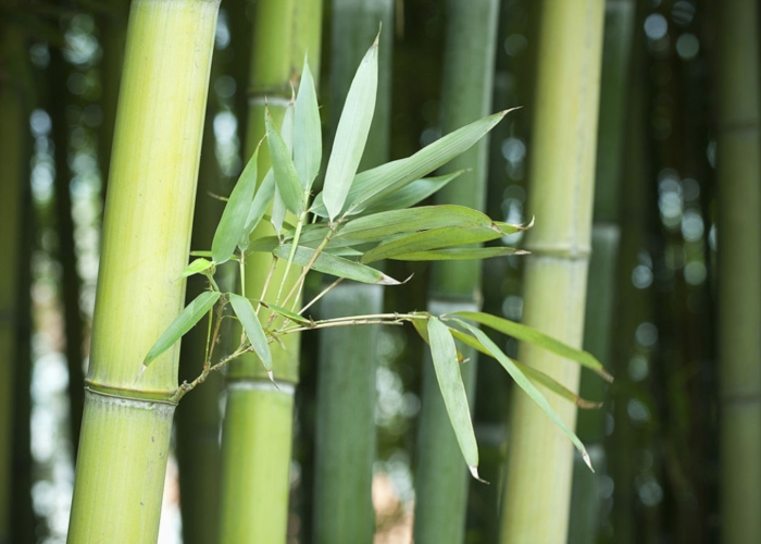 Bamboo Medicinal Uses You Should Know