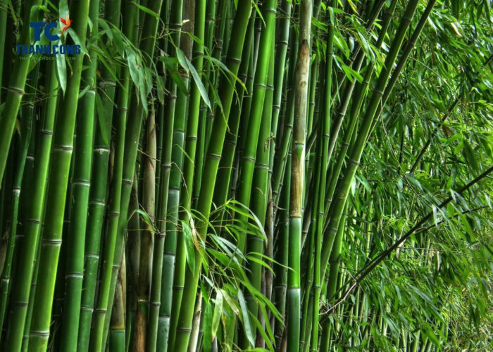 Bambusa Vulgaris Medicinal Uses