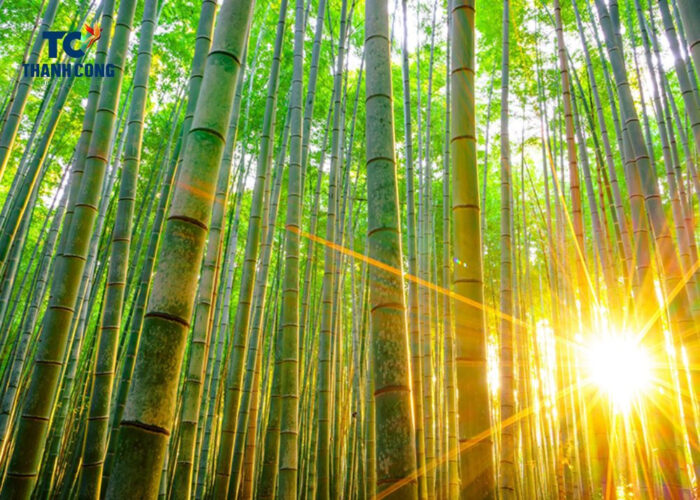 Characteristics of bamboo Culm Cum