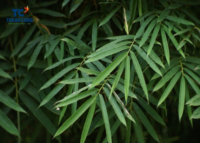 Characteristics of bamboo leaves