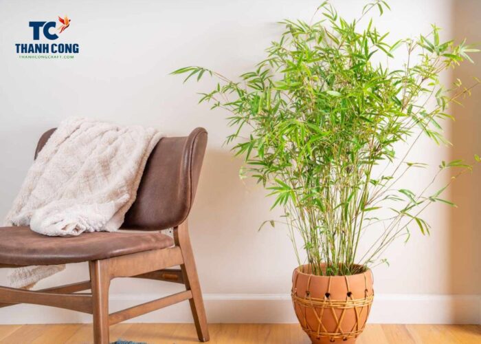 Benefits of placing Bamboo plants in the house