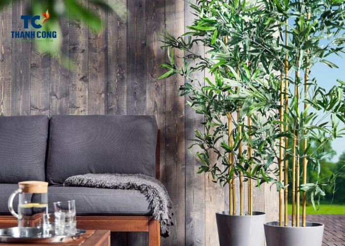 Where to place bamboo plant in the house