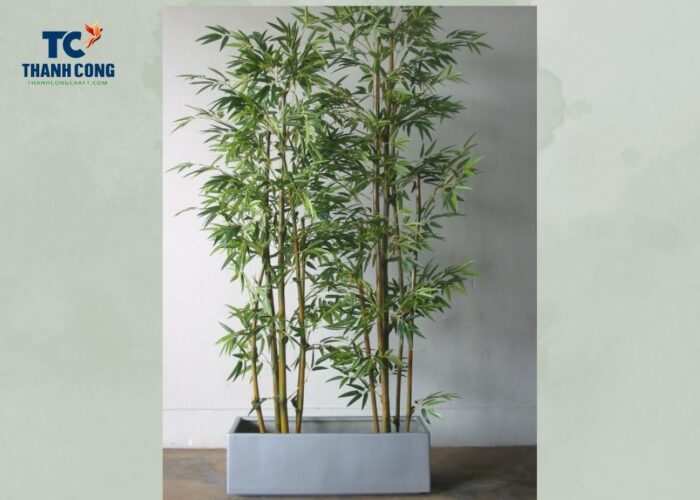 where to keep bamboo plant in home, where to keep lucky bamboo plant in home