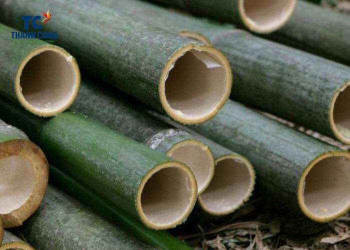 Characteristics Of The Bamboo Tree You May Not Know