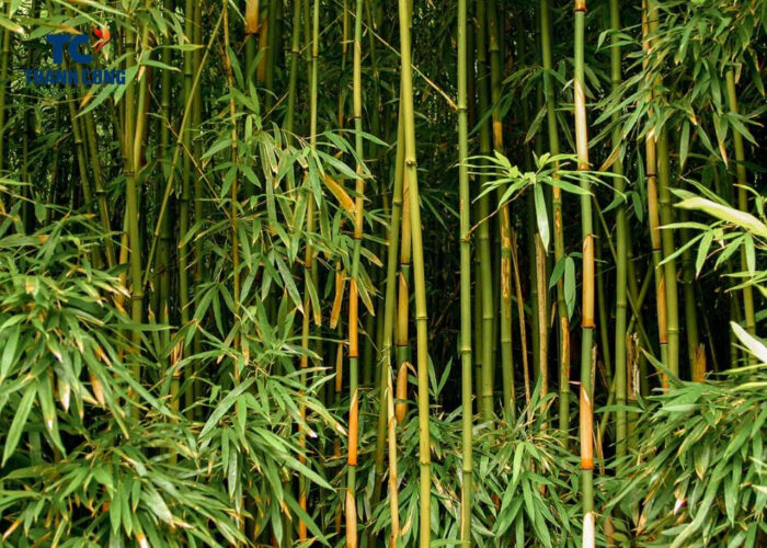 What does bamboo need to grow