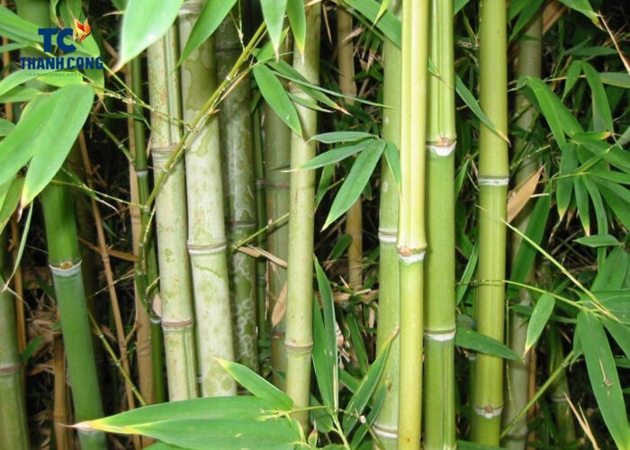 What does bamboo grow best in
