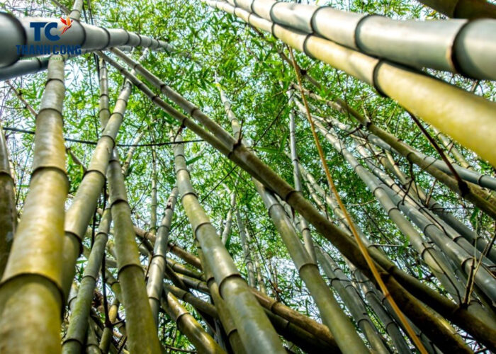 Where Can Bamboo Grow