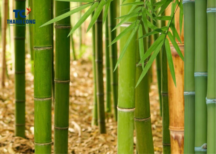 Characteristics Of The Bamboo Tree You May Not Know
