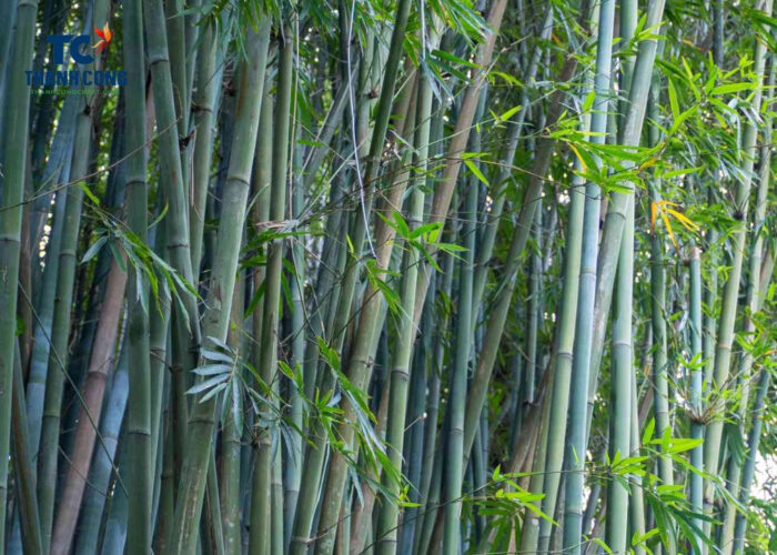 Characteristics Of The Bamboo Tree You May Not Know