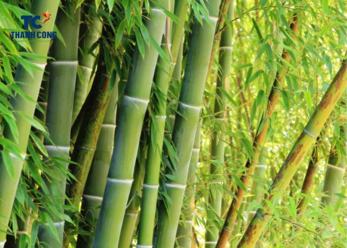 Where is bamboo from, Where does Bamboo Grow Naturally