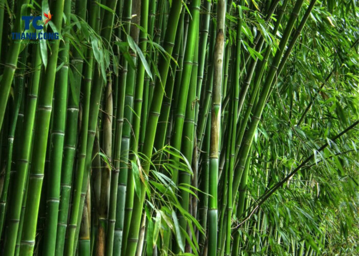 Why Is Bamboo Better Than Wood