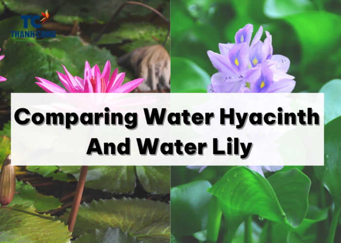 Water Hyacinth vs Water Lily, Comparing Water Hyacinth And Water Lily