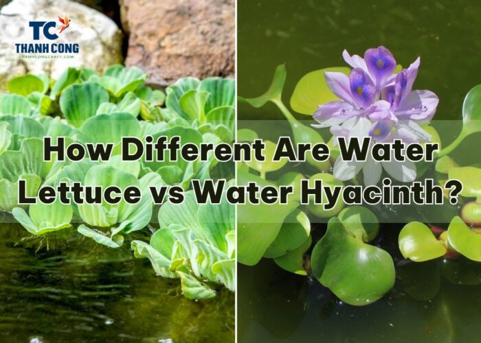 How Different Are Water lettuce vs Water hyacinth