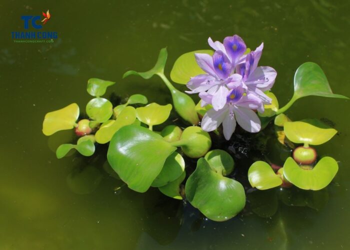 Hyacinth plant