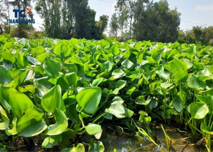 Disadvantages of water hyacinth