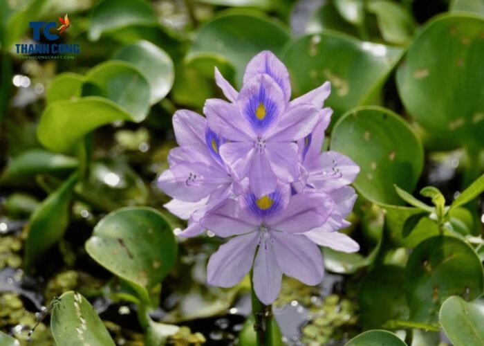 Water Hyacinth Overview