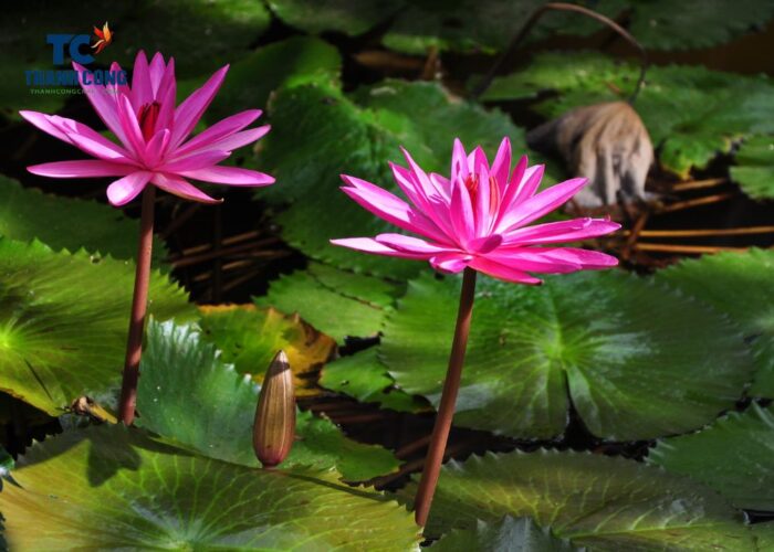 Water Hyacinth And Water Lily