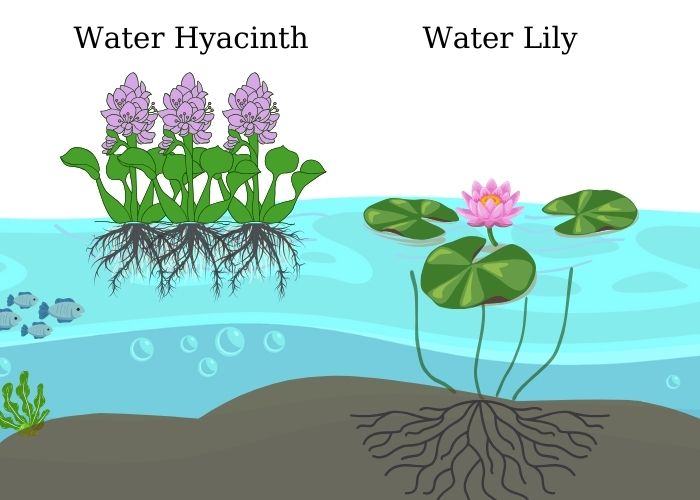 Water hyacinth vs water lily: Water hyacinth is a free-floating plant, while water lily has roots strike in the mud. Only their leaves and flowers stretch and float on the water. Meanwhile, water hyacinth floats on the water's surface, its roots hang down below but do not cling to the mud.