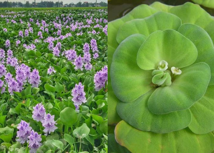 Water lettuce flowers vs water hyacinth flowers