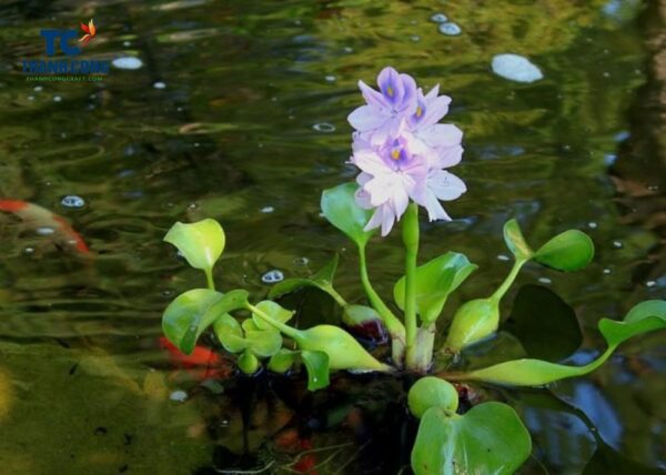 Water Hyacinth Advantages And Disadvantages