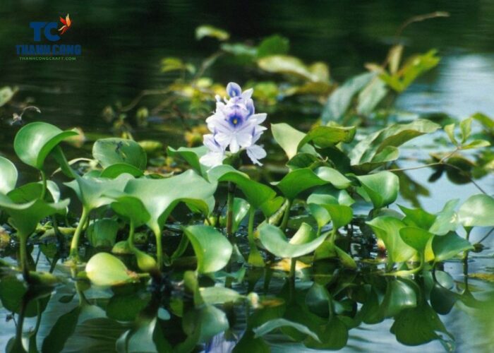 Water hyacinth benefits for fish