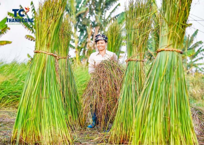 What Seagrass Is Used For Weaving