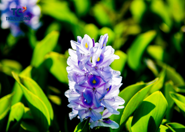 What Is The Meaning Of Water Hyacinth