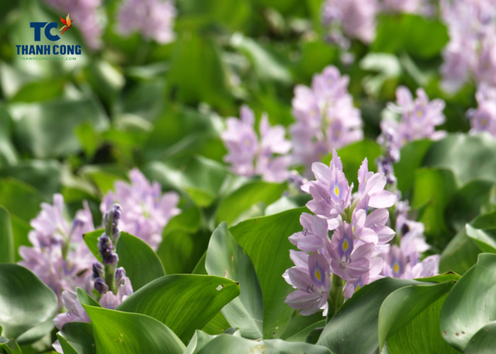What Is The Meaning Of Water Hyacinth