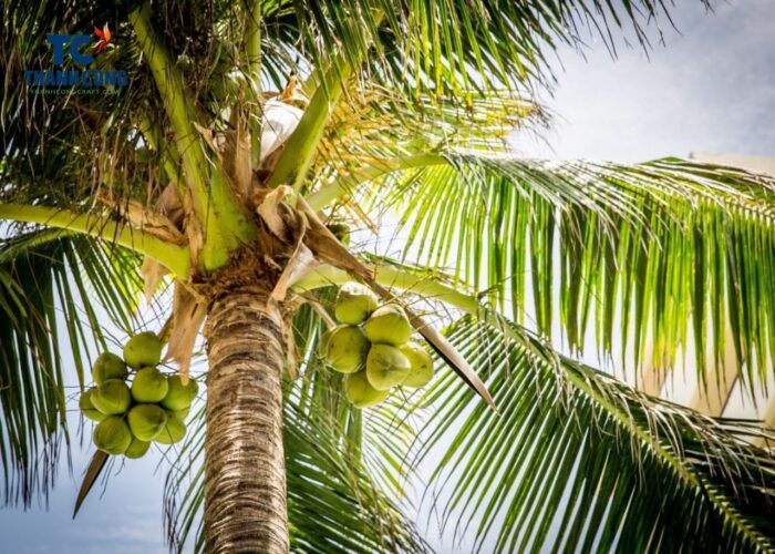 An Overview Of The Coconut Tree