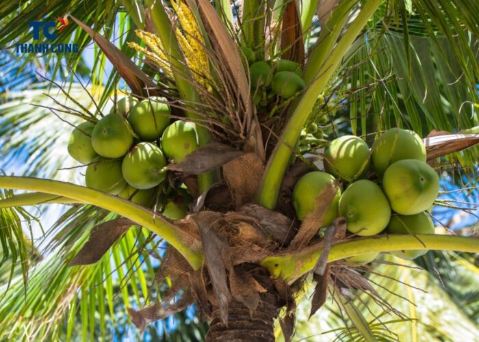 Where Do The Coconuts Grow Well