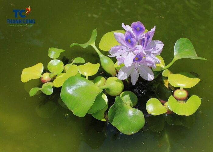Where does water hyacinth grow