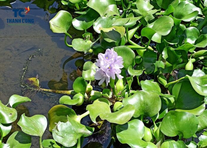where water hyacinth grow