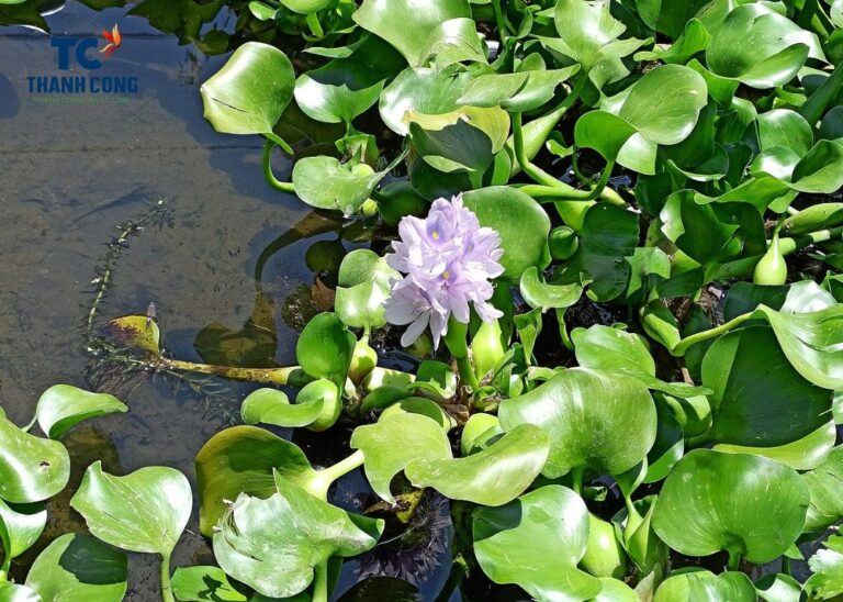 Where Water Hyacinth Grow?