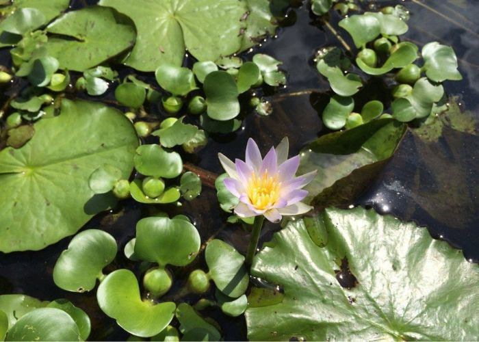Water hyacinth vs water lily