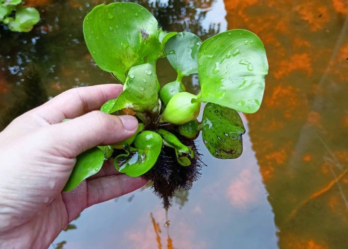 Unlike water lily, water hyacinth is a floating plant