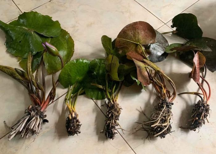 Water hyacinth vs water lily, water lily root