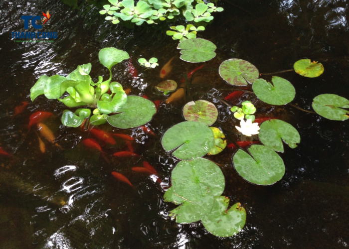 Are Water Hyacinth Good For Koi Pond