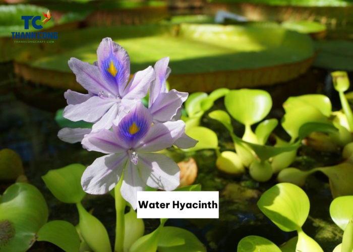 The Differenes between Water Hyacinth and Rattan